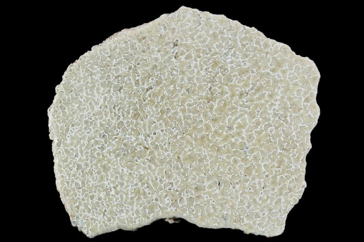 Polished Dinosaur Bone (Gembone) Section - Morocco #107039